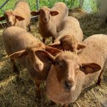 Tunis Sheep
